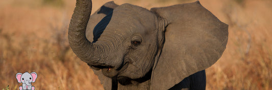 Mermaid Goddess 🧜‍♀️